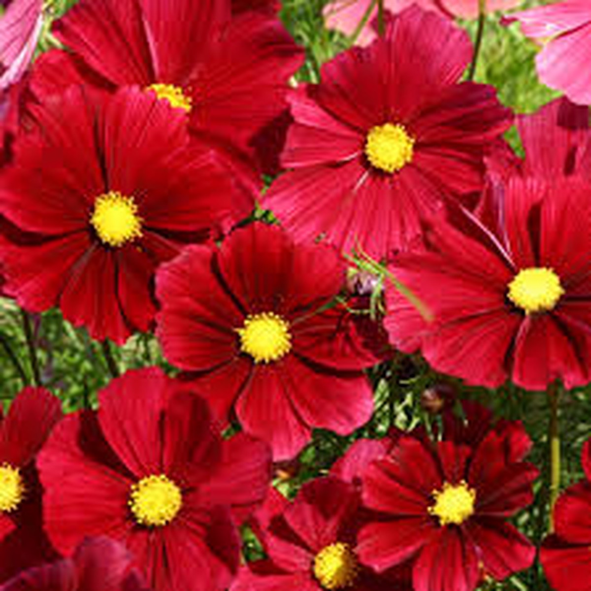 100 Seeds Cosmos Rubenza Dwarf Ruby Red Blooms Cosmos bipinnatus Non-GMO Annual for Pollinators, Butterflies, Easy Gardens