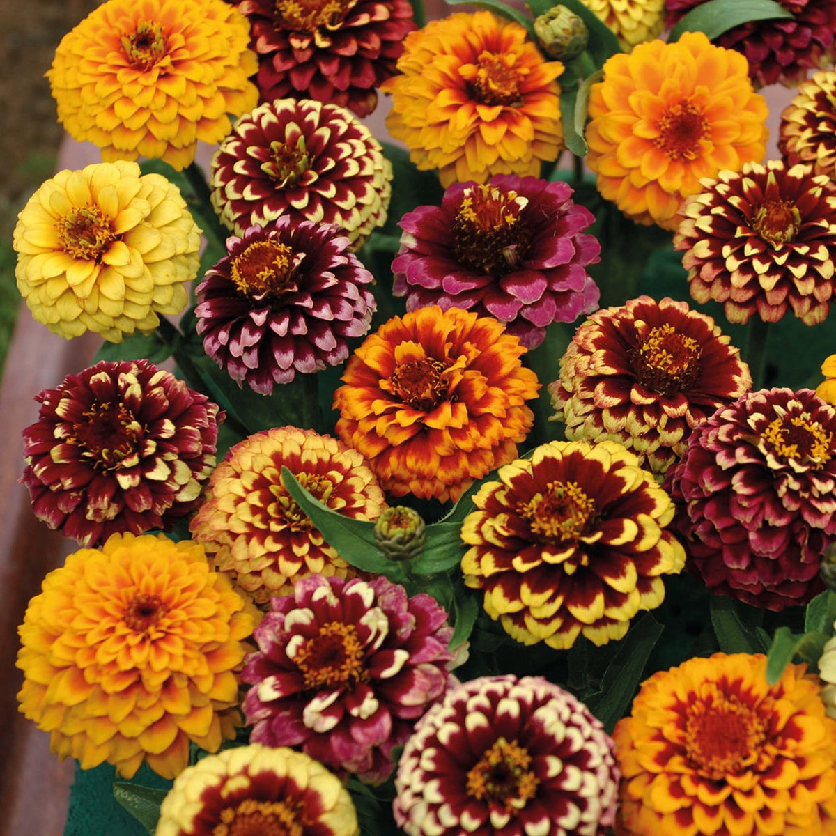 Zinnia Aztec Sunset