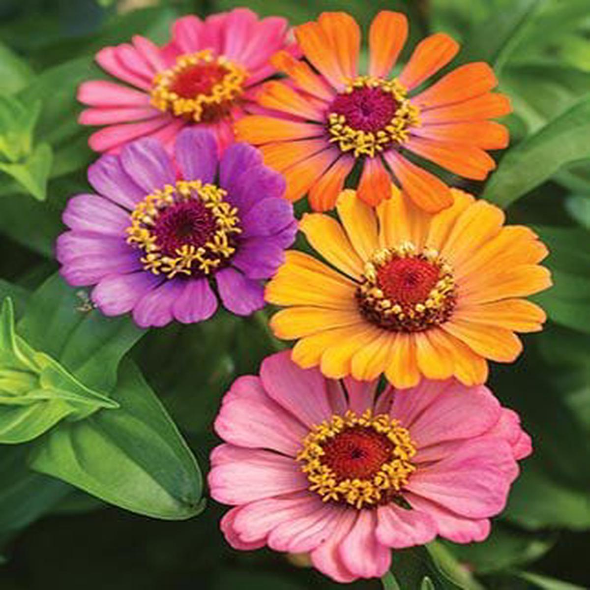 Zinnia Forecast Mixed Colours - Burpee Seeds
