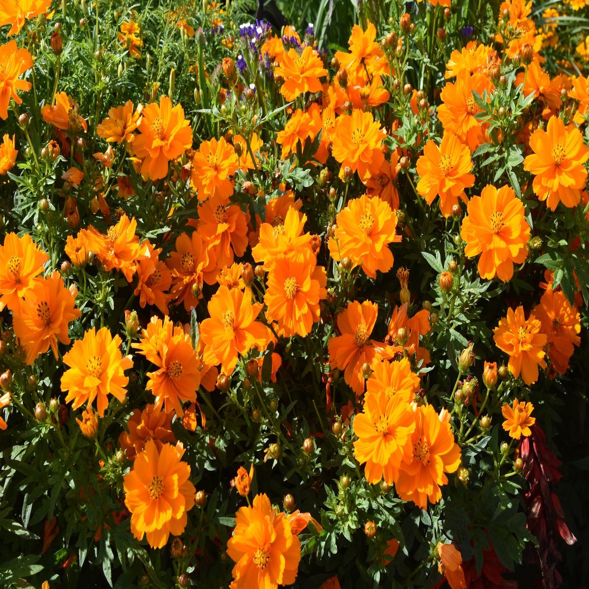 150 ORANGE SULPHUR COSMOS Klondike Sulphureus Seeds
