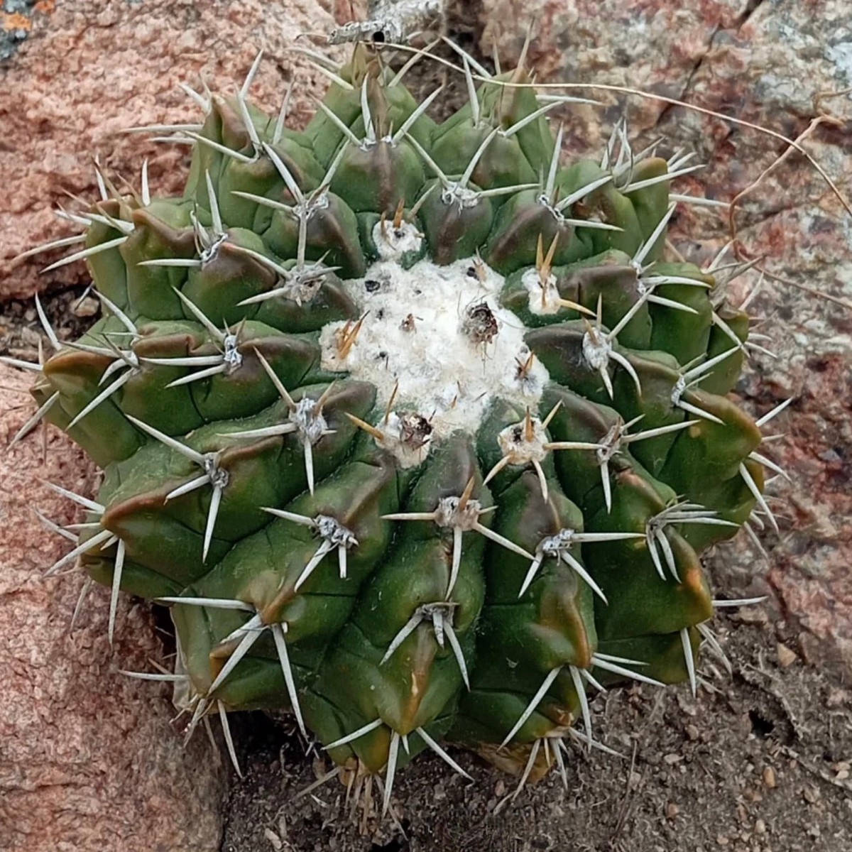 Wigginsia erinacea SEEDS