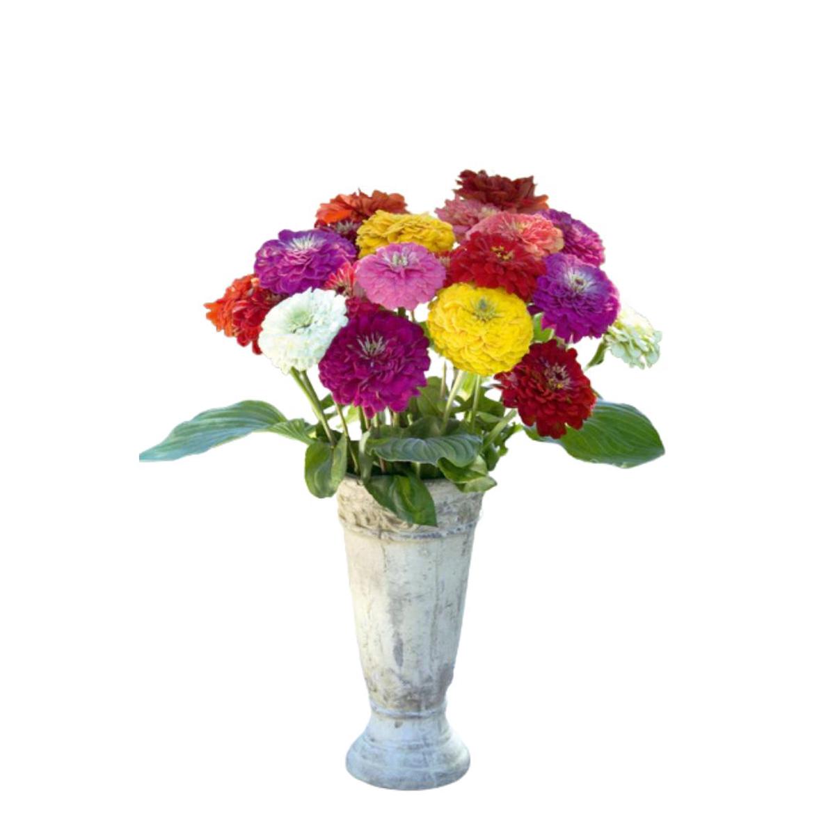 Zinnia Benary's Giant Mix Seeds | West Coast Seeds