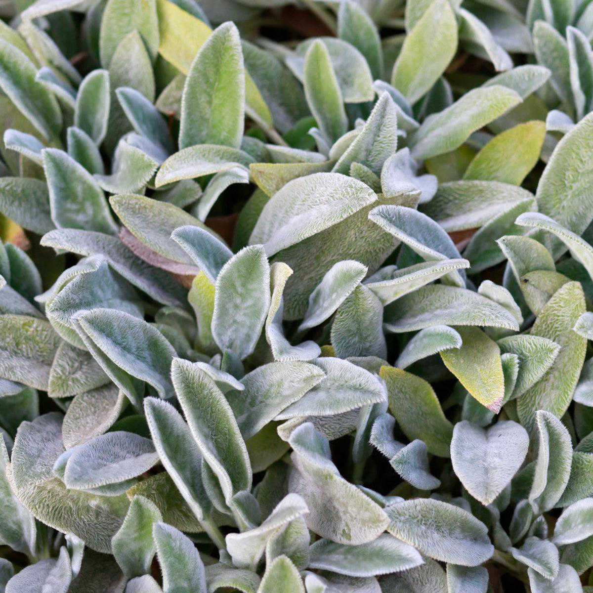 Woolly Lambs Ear (Stachys byzantina)