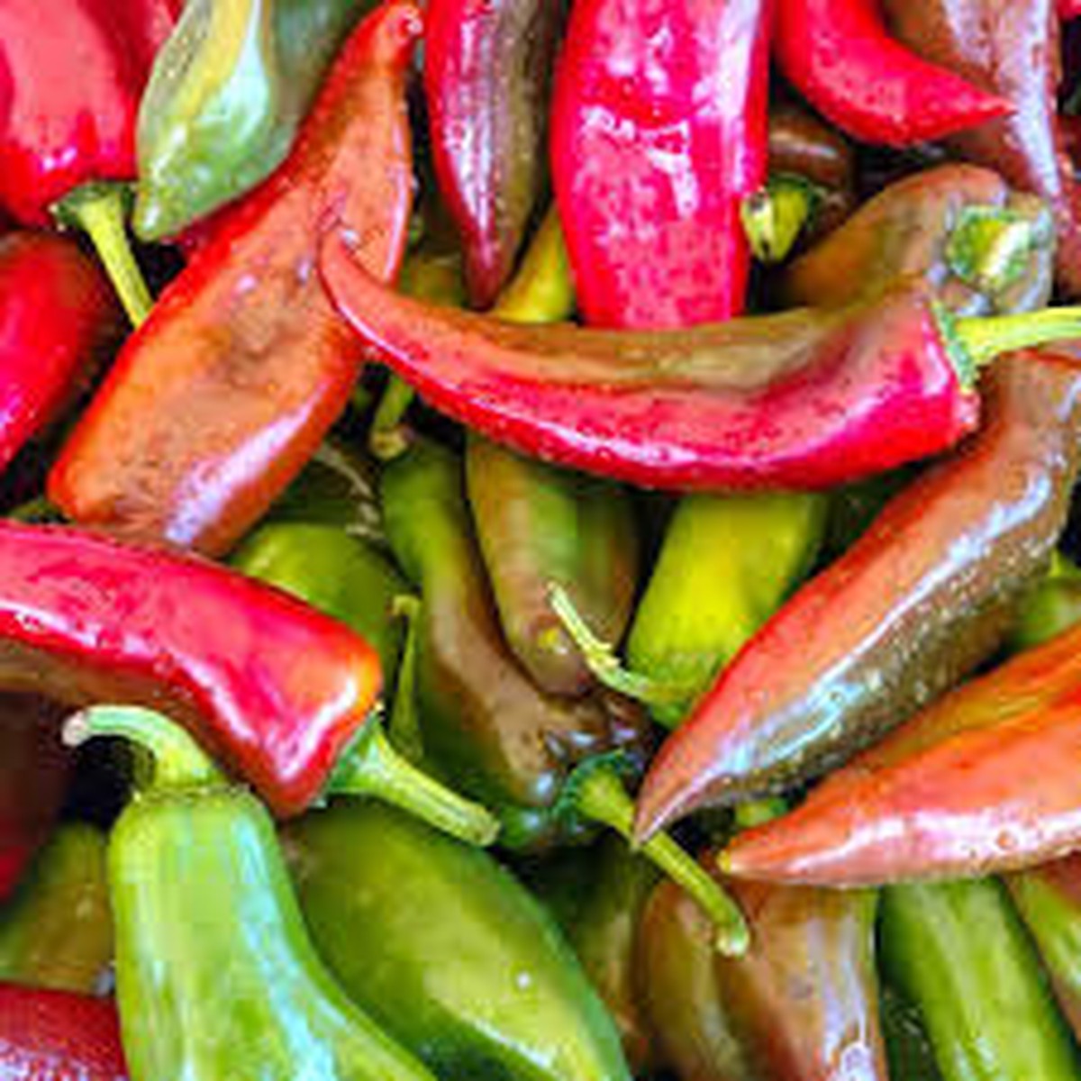 25 Anaheim Pepper Seeds Capsicum annuum Mild & Flavorful, High-Yielding, Great for Roasting