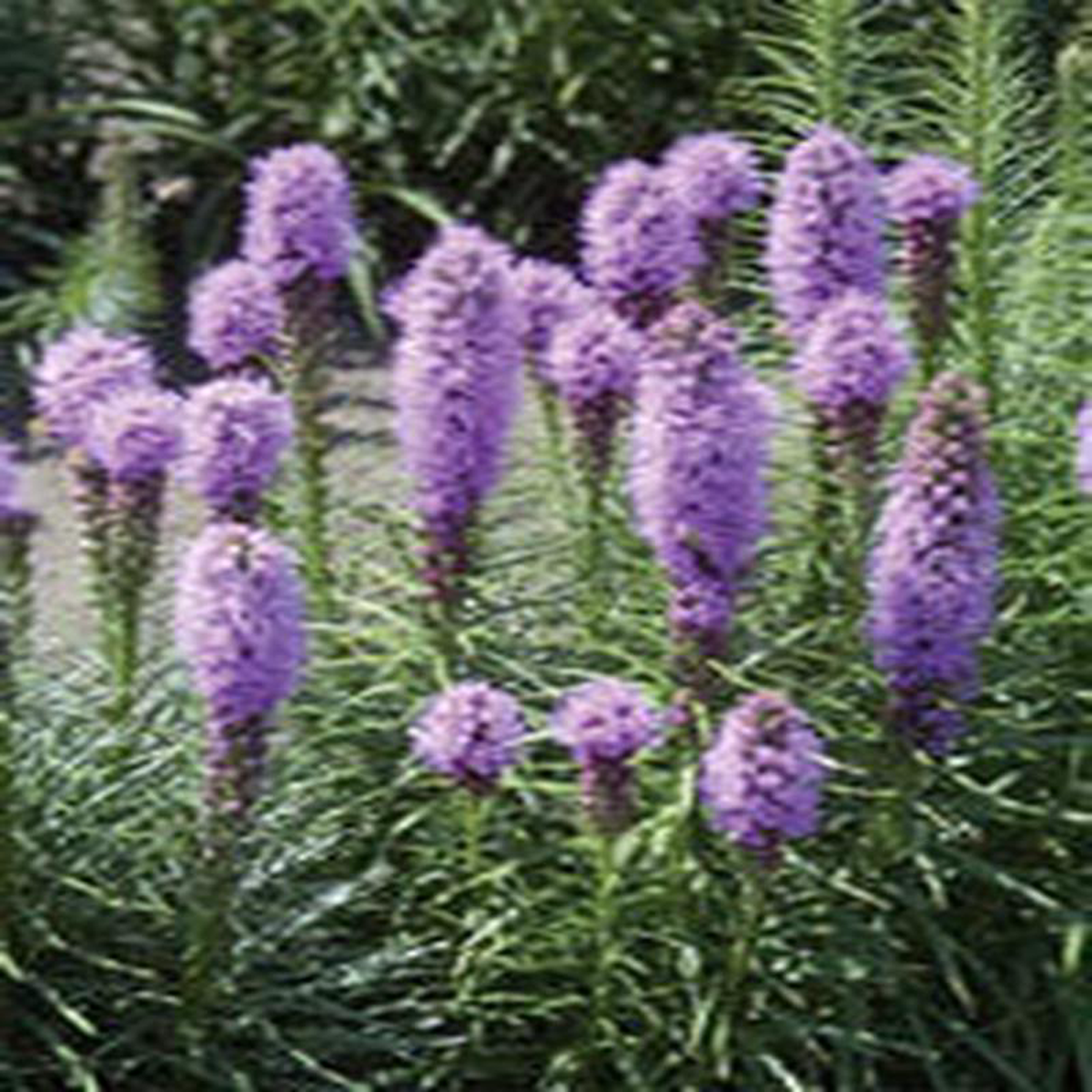 Wildflower Blazing Star 8211 Ontario Seed Company