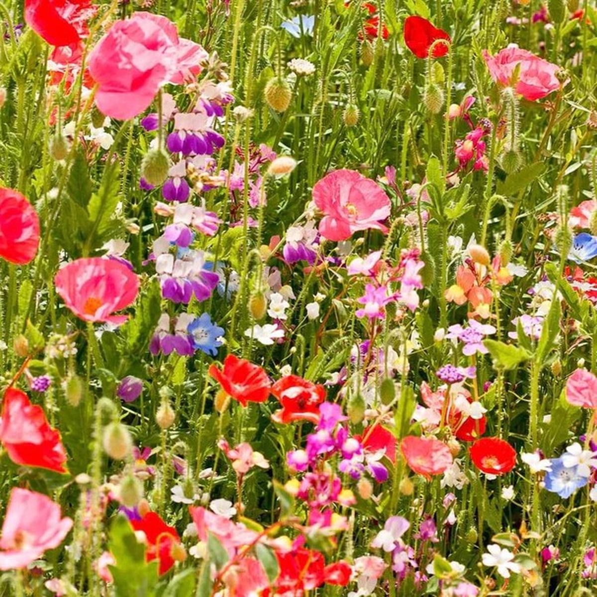Wildflowers - Partial Shade Mix