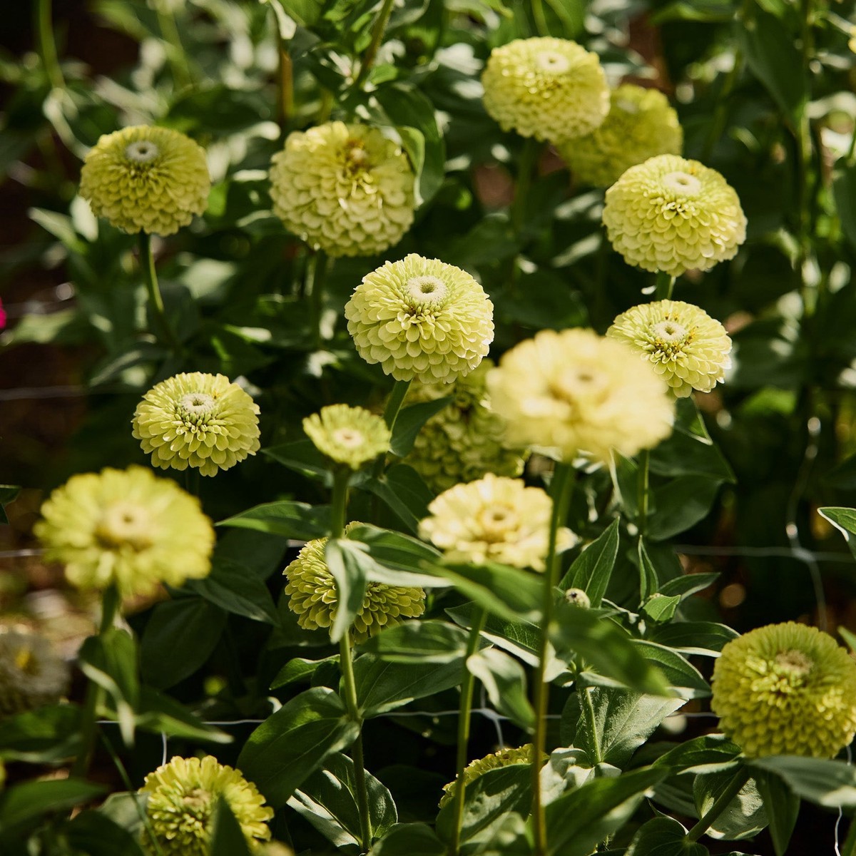 Zinnia Envy Lime Green Flower | X 50 Seeds