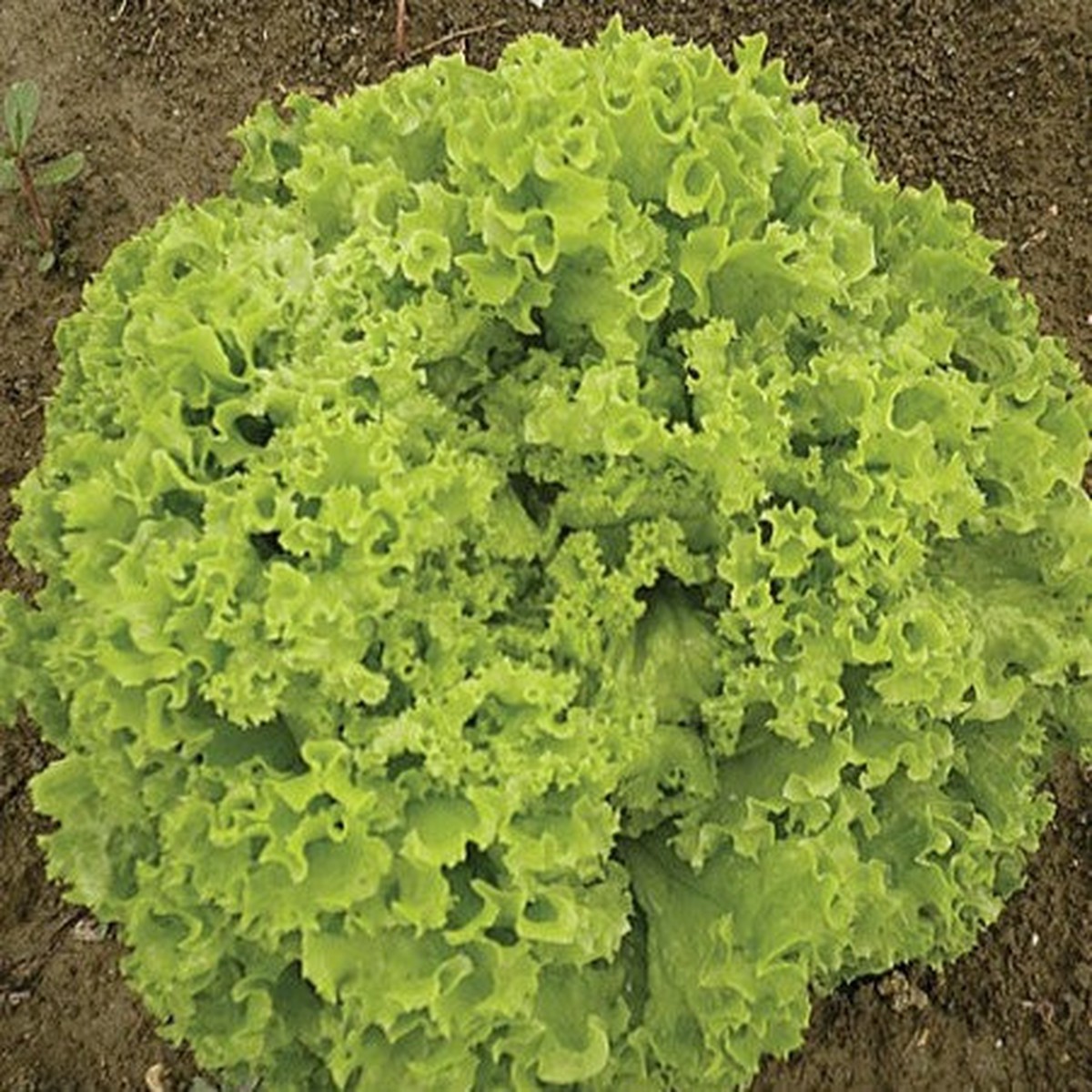 'Salad Bowl' Leaf Lettuce