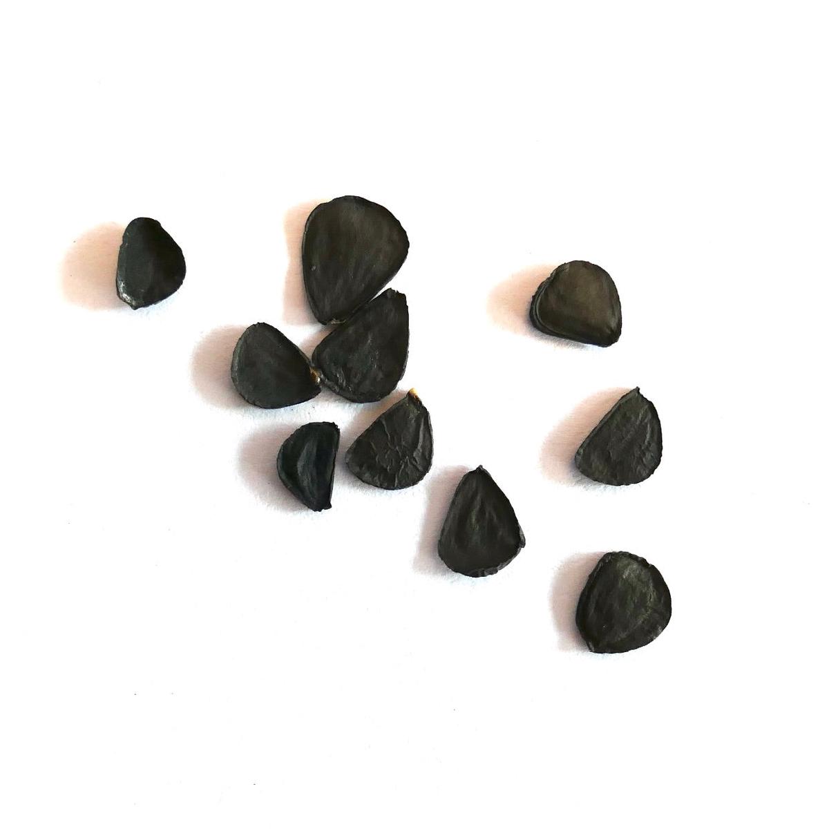 Yucca rigida SEEDS - 10 Seeds