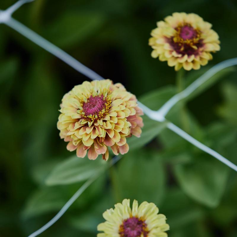 Zinnia Queeny Lime with Blush Flower | X 30 Seeds