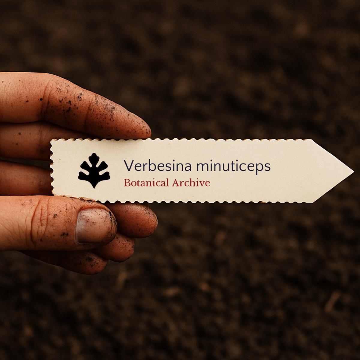 Verbesina minuticeps SEEDS