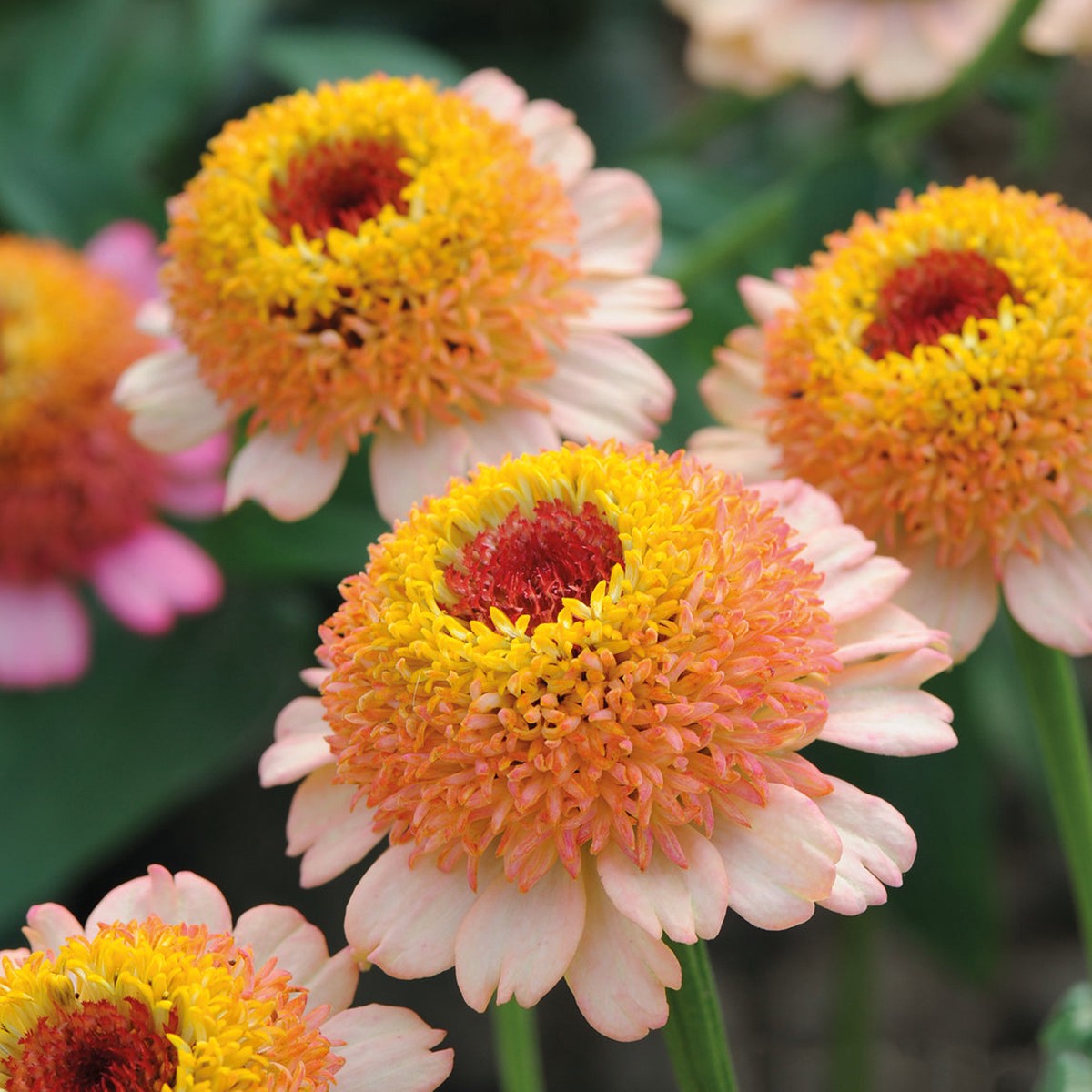 Zinnia Zinderella Peach