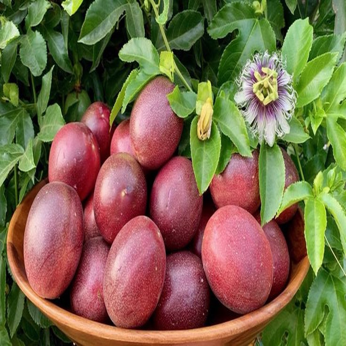 10 Purple Edulis Passion Fruit Seeds | Edible Passionfruit Vine, Fast Growing, Delicious Fruit, Tropical & Hardy