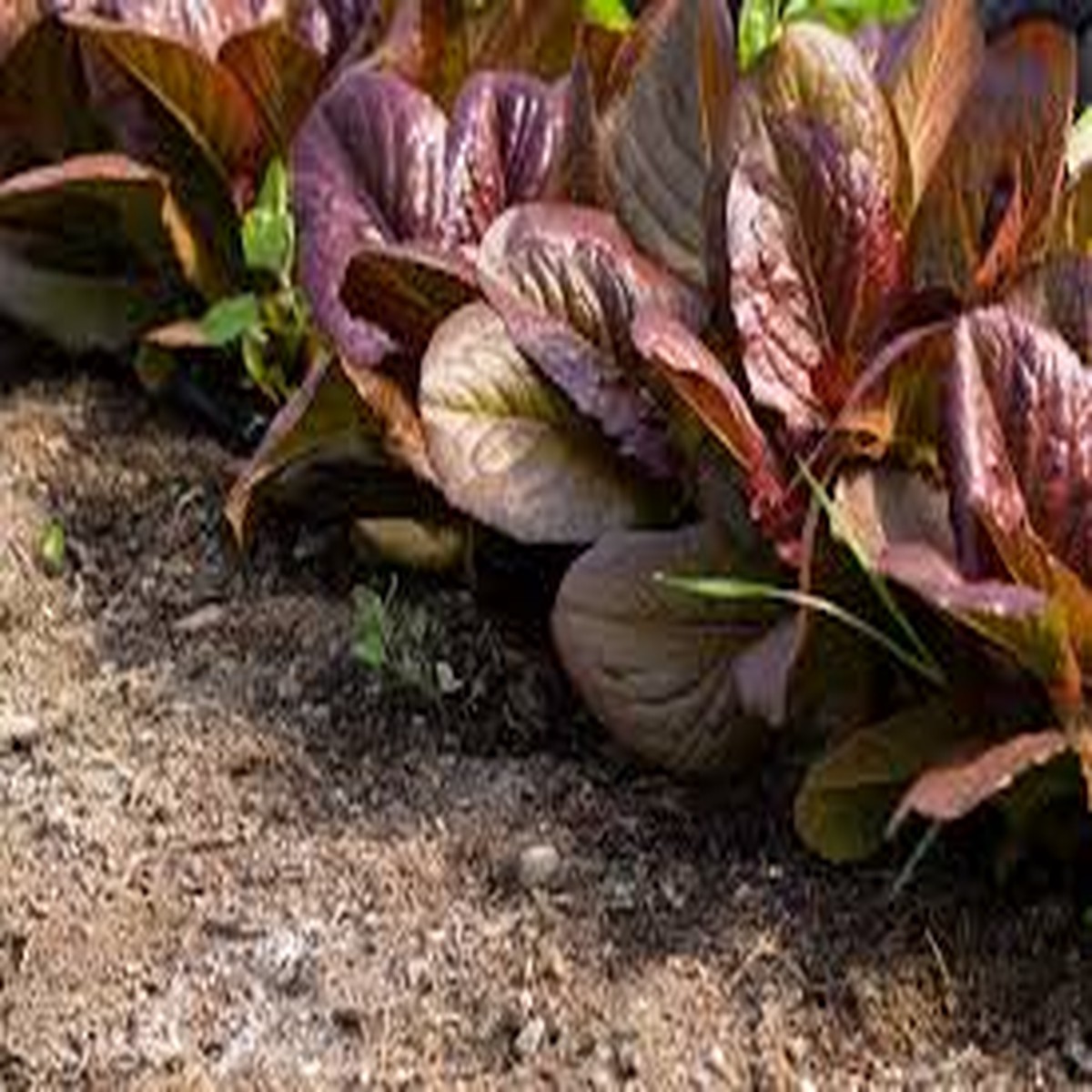 1000 Rouge De Hiver Lettuce Seeds Lactuca sativa Heirloom Romaine, Red-Tinted Leaves, Cold Hardy, Non-GMO, Sweet & Tender