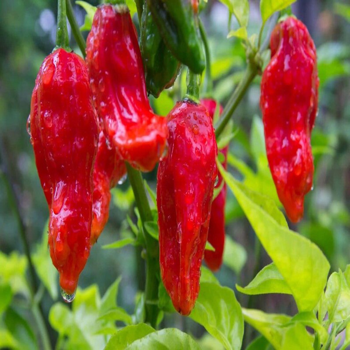 5 Organic Ghost Pepper Vegetable Seeds