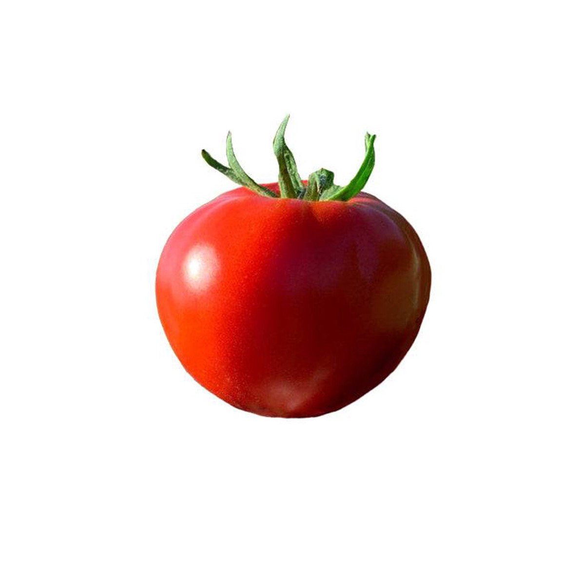 Wisconsin 55 Tomato Seeds - Crack-resistant - Disease Tolerant - Heirloom - ON SALE
