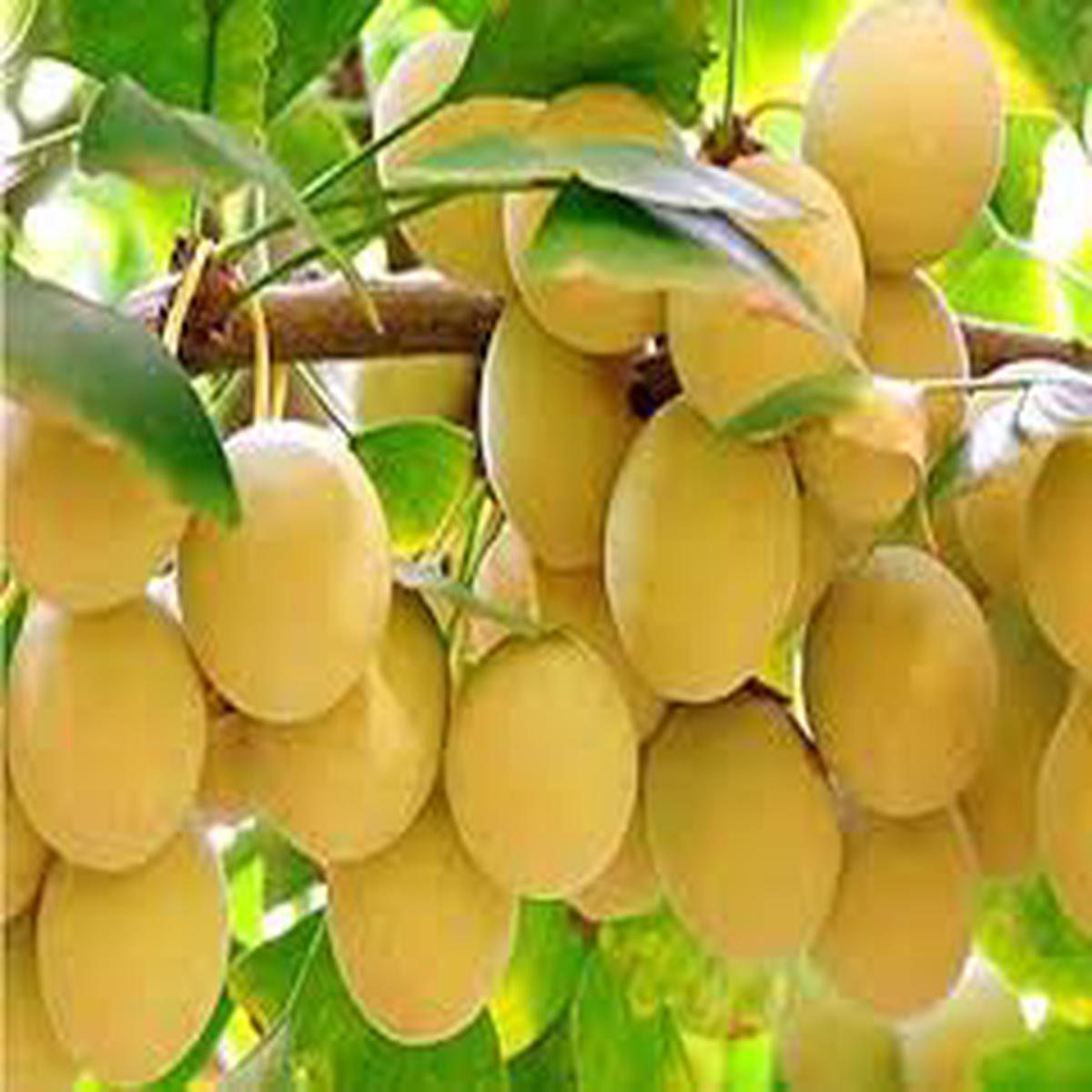Yellow Ginkgo Tree Seeds Planting Guide