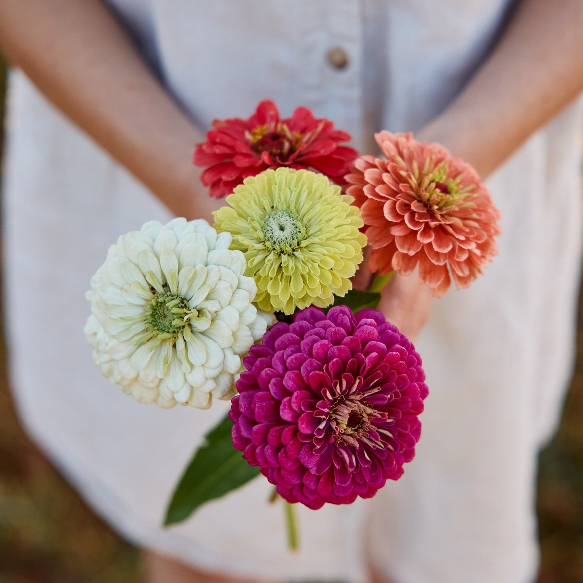 Zinnia Benarys Giant Mix Flower | X 30 Seeds