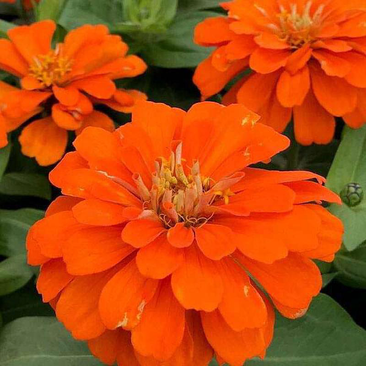 Zinnia Orange Tall 8211 Desi Flower Seeds