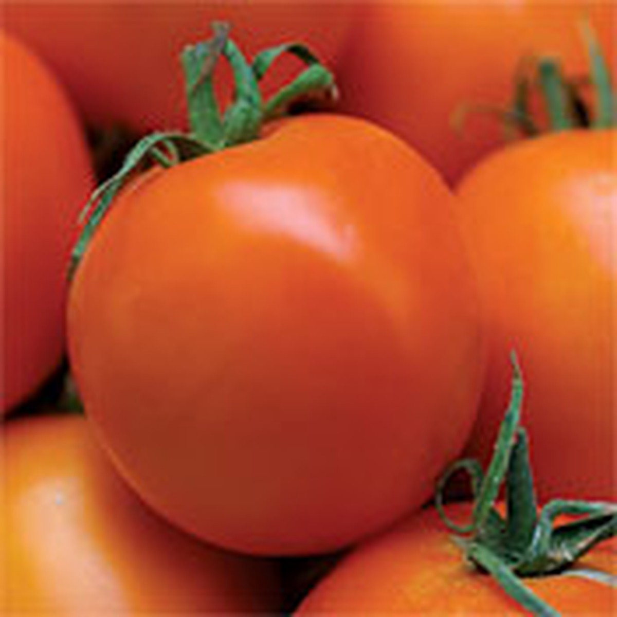 Valencia Tomato - 50 Seeds - Heirloom