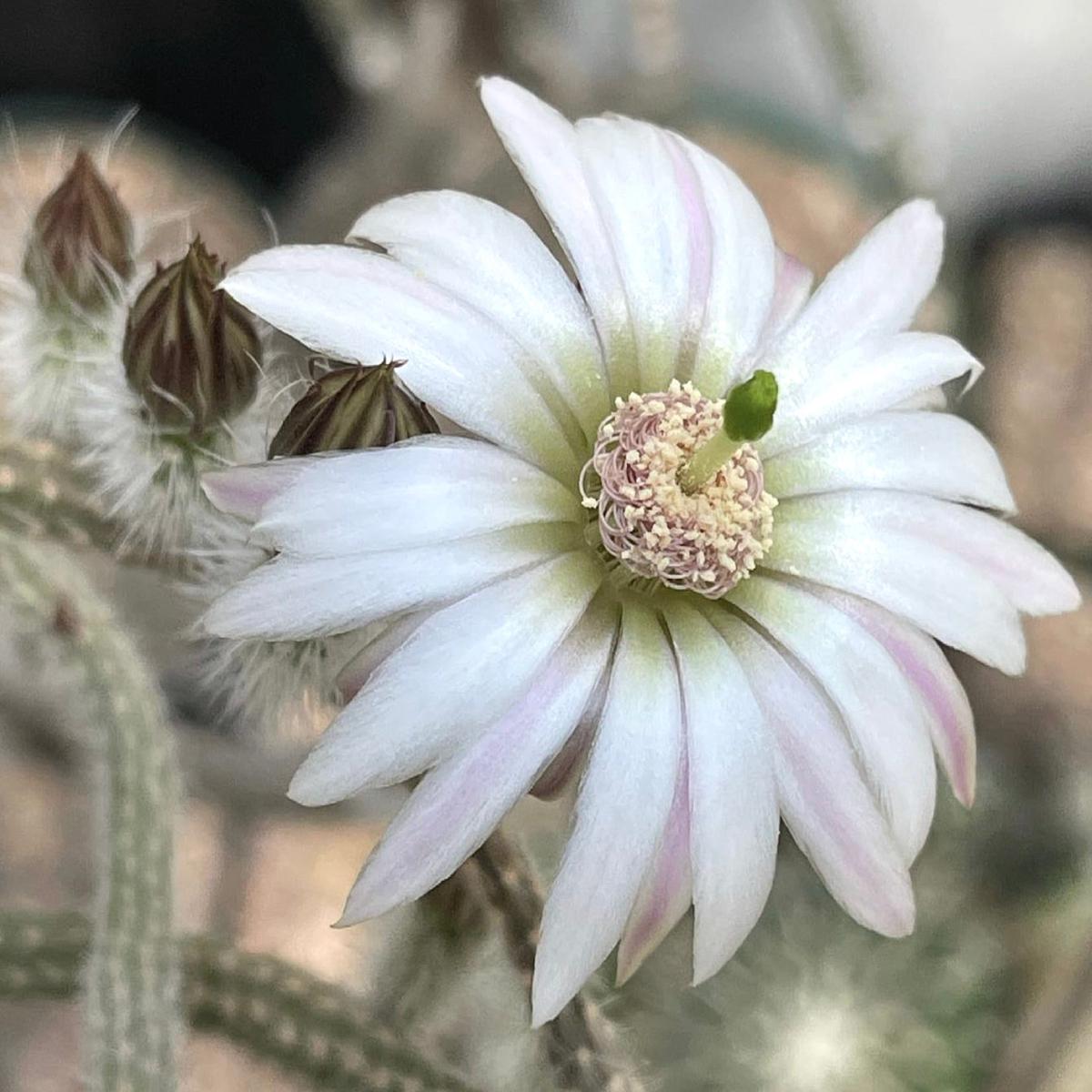 Wilcoxia leucantha albiflora SEEDS - 100 Seeds