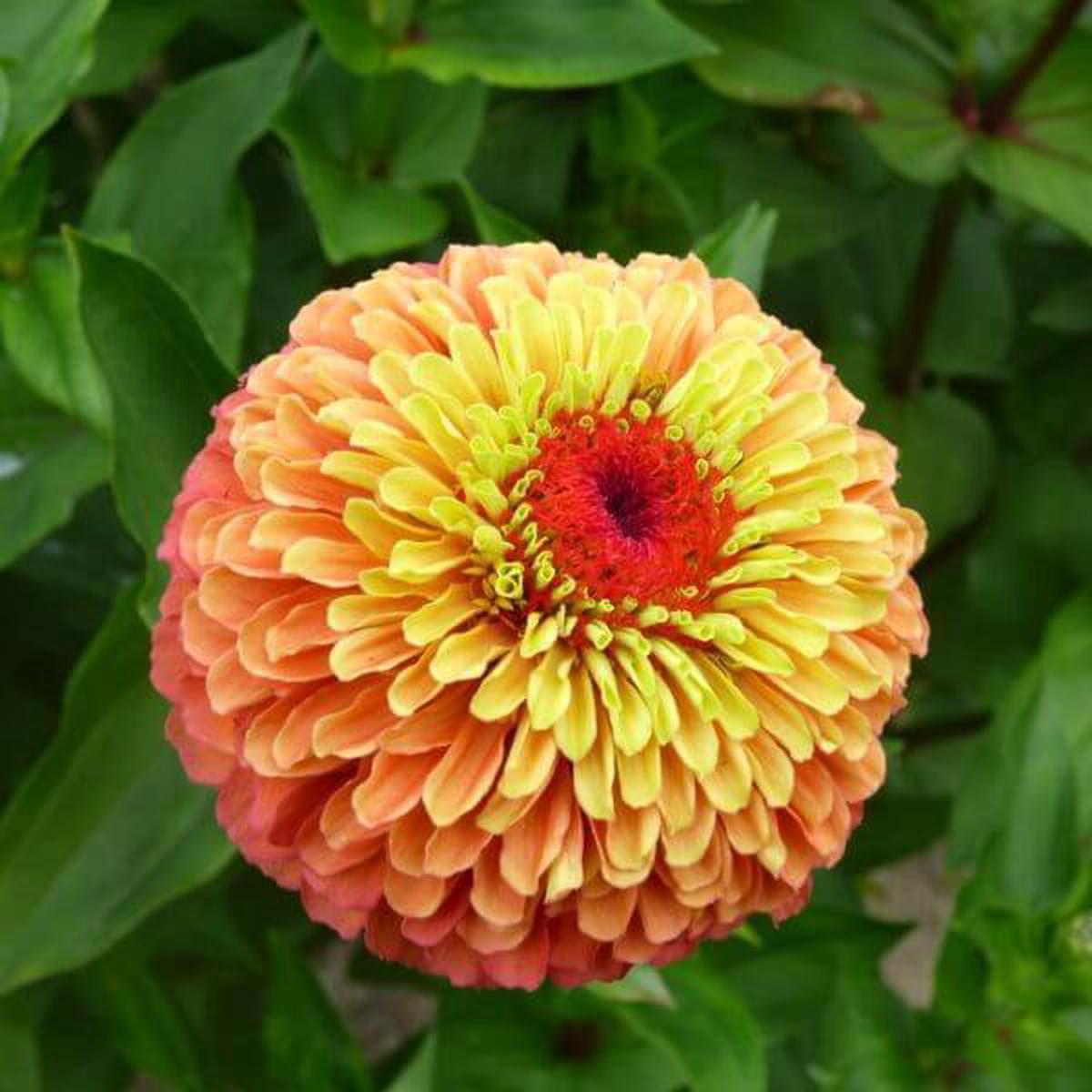 Zinnia, Queeny Lime Orange