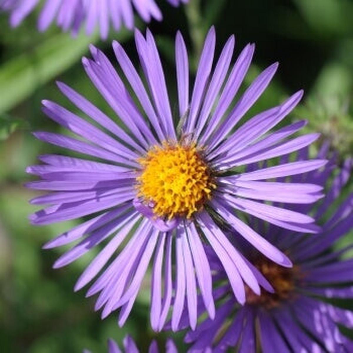 Wildflowers Septic Bed Mixture - Ontario Seed Company