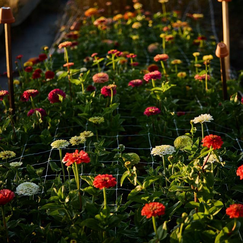 Zinnia State Fair Mix Flower | X 50 Seeds