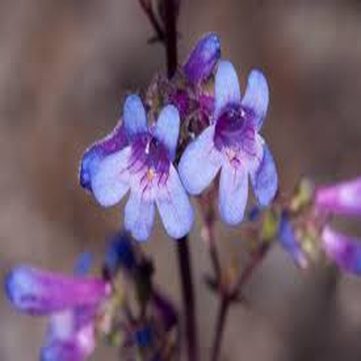 100mg Penstemon humilis - Low Beardtongue Seeds for Alpine Gardens, Pollinator-Friendly Wildflower