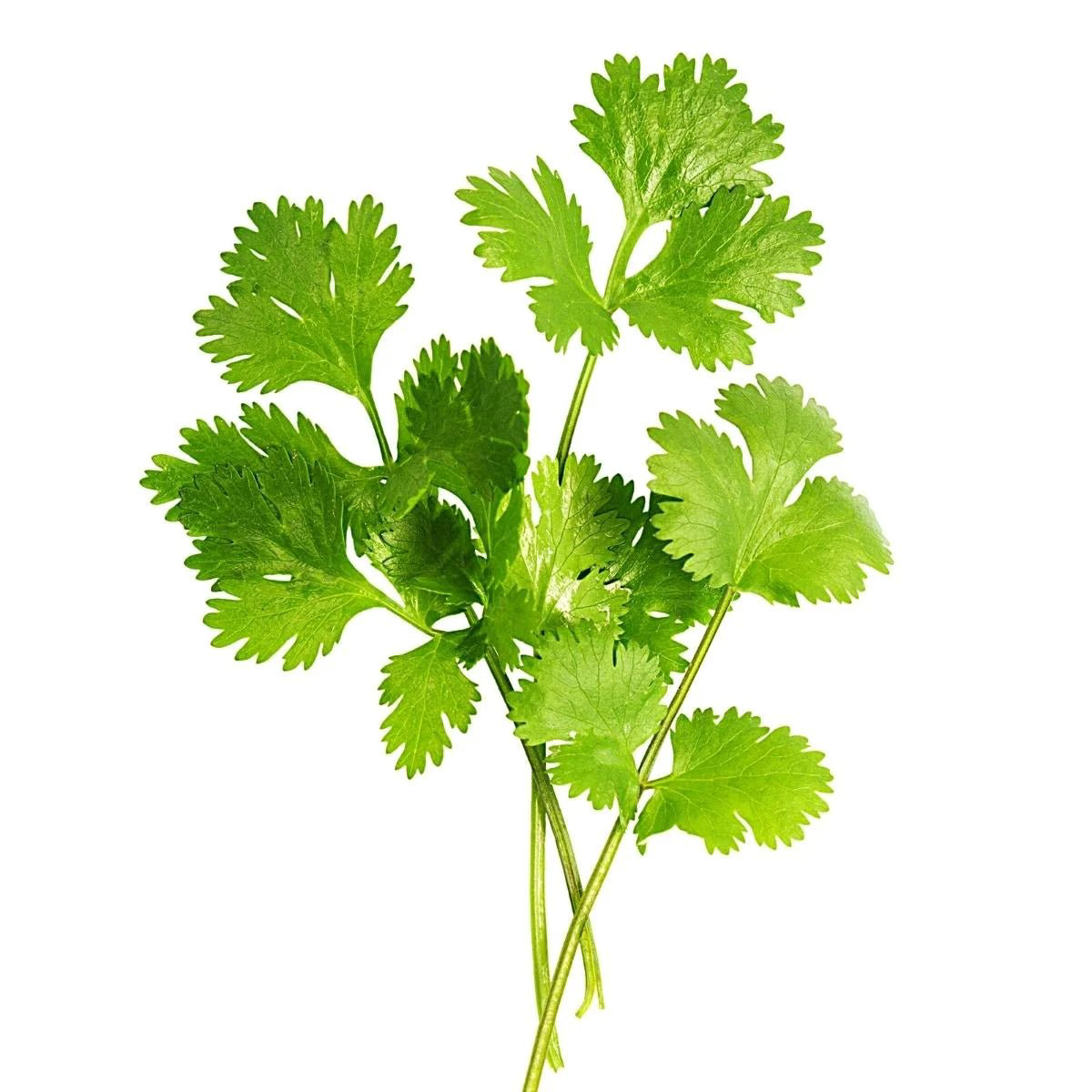 Vegetable Cilantro Coriander Seeds | OSC Seeds