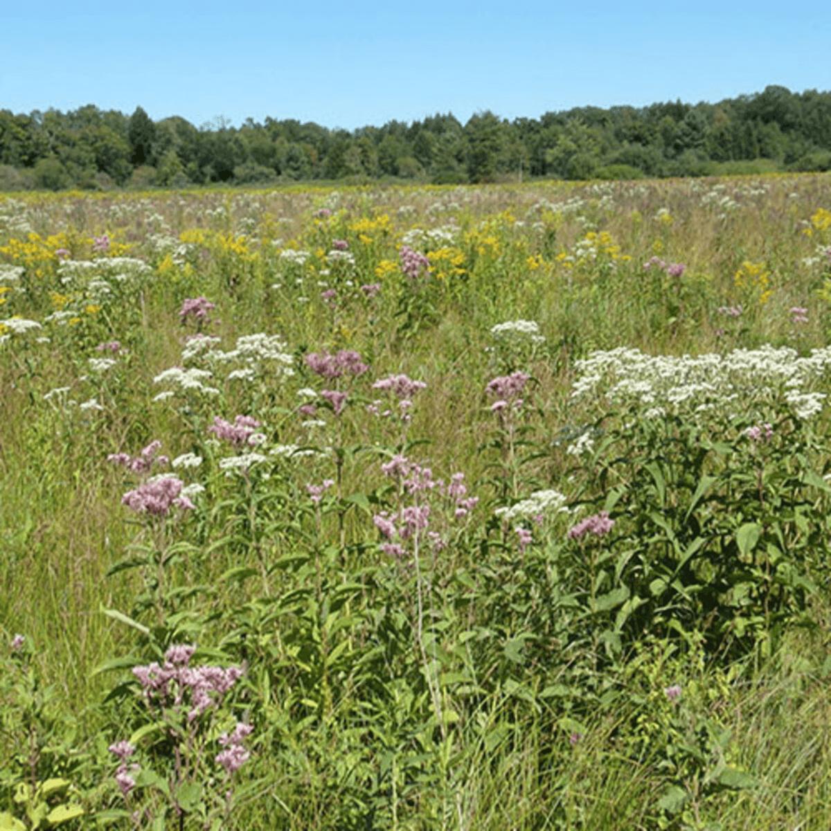 Wet Meadow Seed Mixture