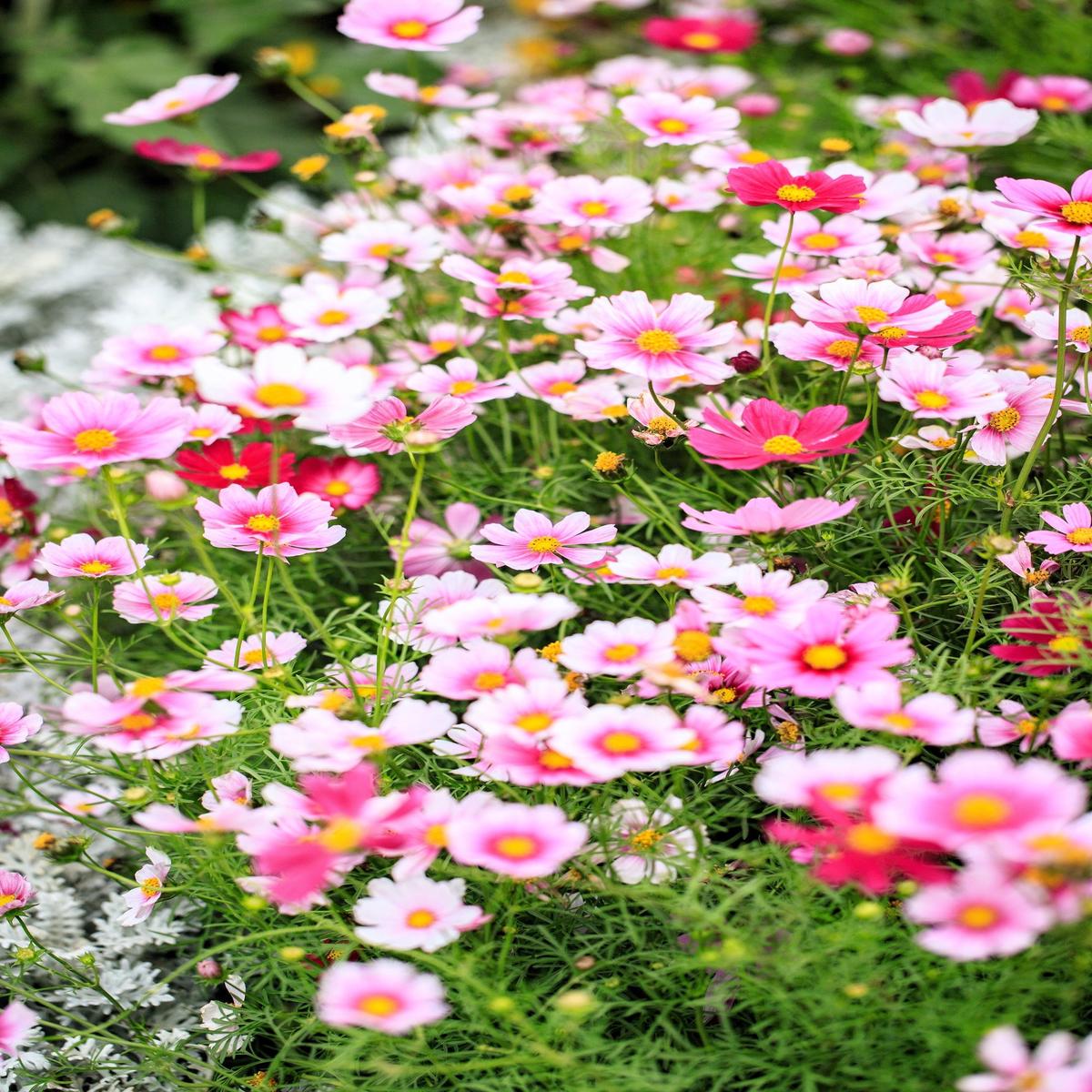150 DAYDREAM COSMOS Bipinnatus White & Pink Bicolor Flower Seeds