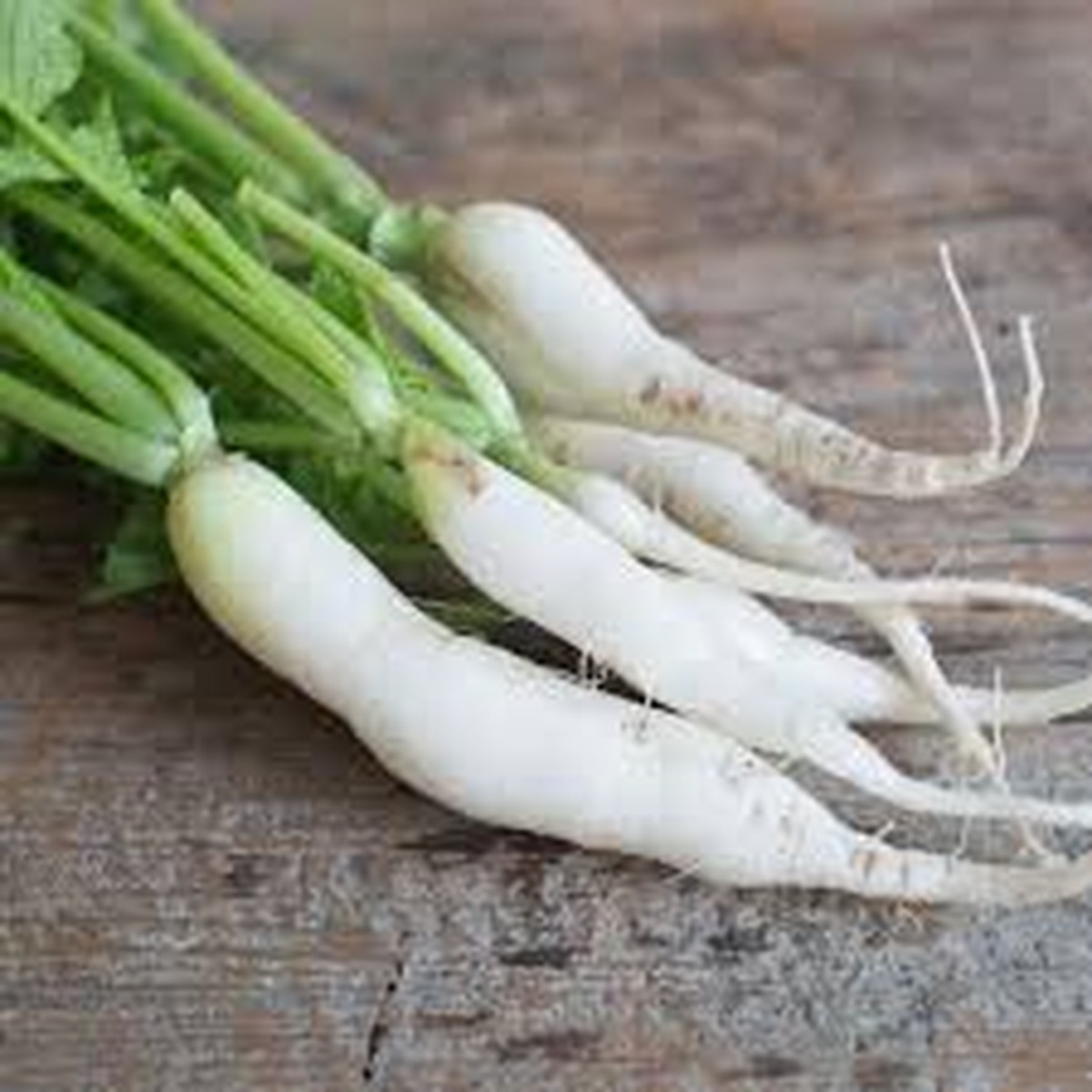 1 Gram Seeds Japanese Minowase Daikon Radish Raphanus sativus | Heirloom Seeds for Planting, Gardening & Crisp White Harvests