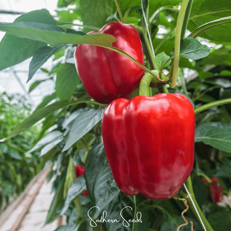 Yolo Wonder Bell Pepper  30 Seeds