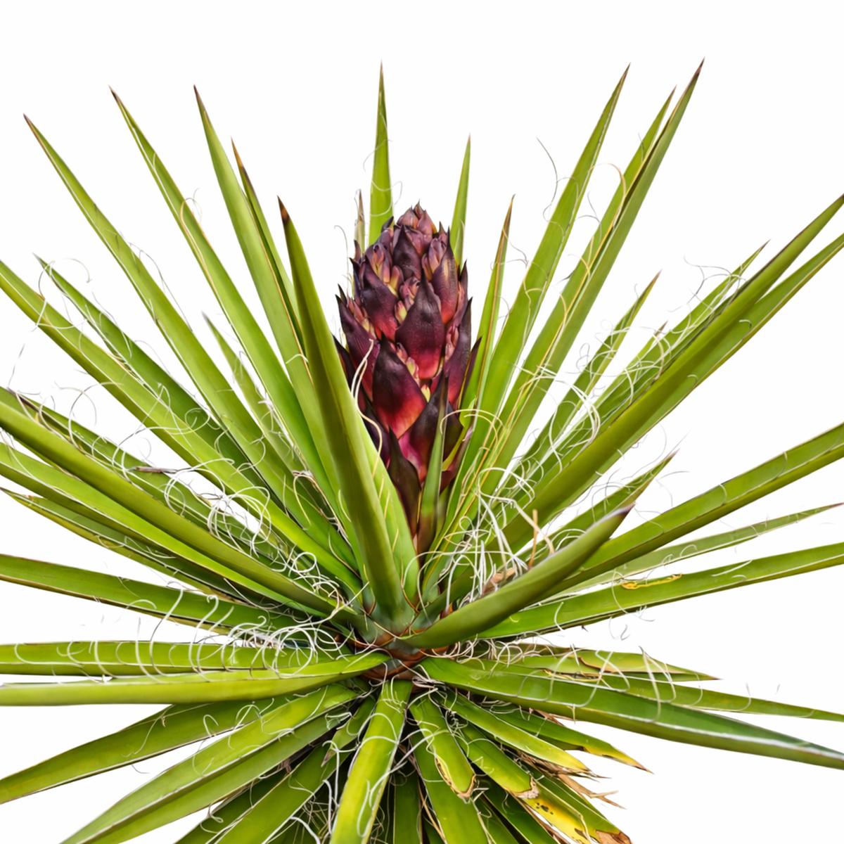 Yucca schidigera SEEDS