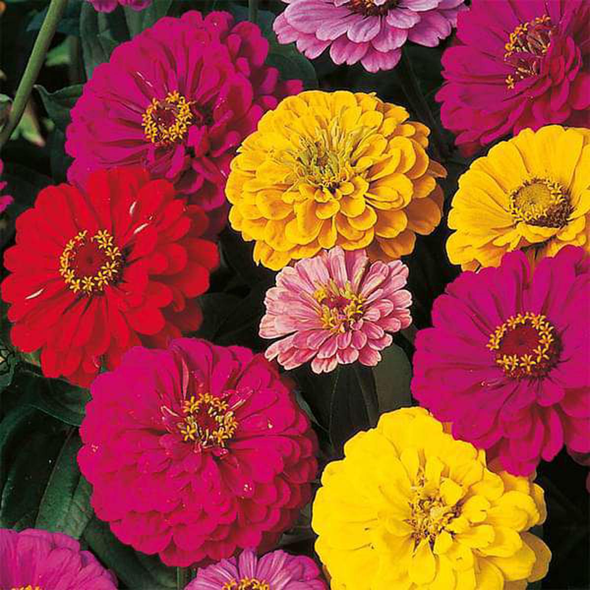 Zinnia Dahlia Mixed Color - Desi Flower Seeds - Default Title