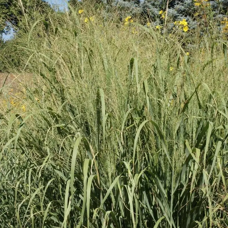 'Forestburg' Switchgrass Seeds