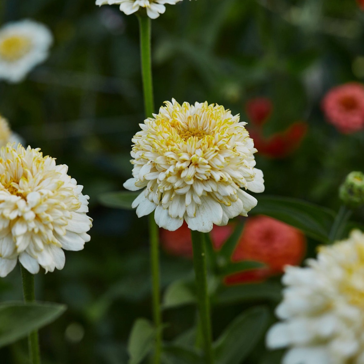 Zinnia Cresto Cream Flower | X 50 Seeds