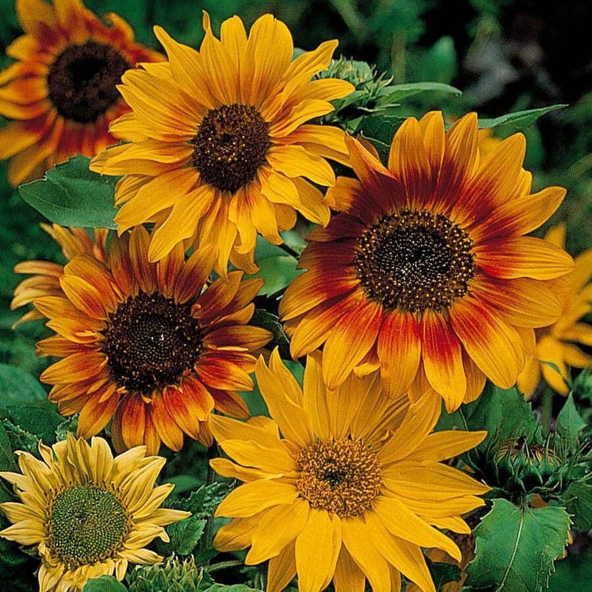 Autumn Time Sunflower Seeds