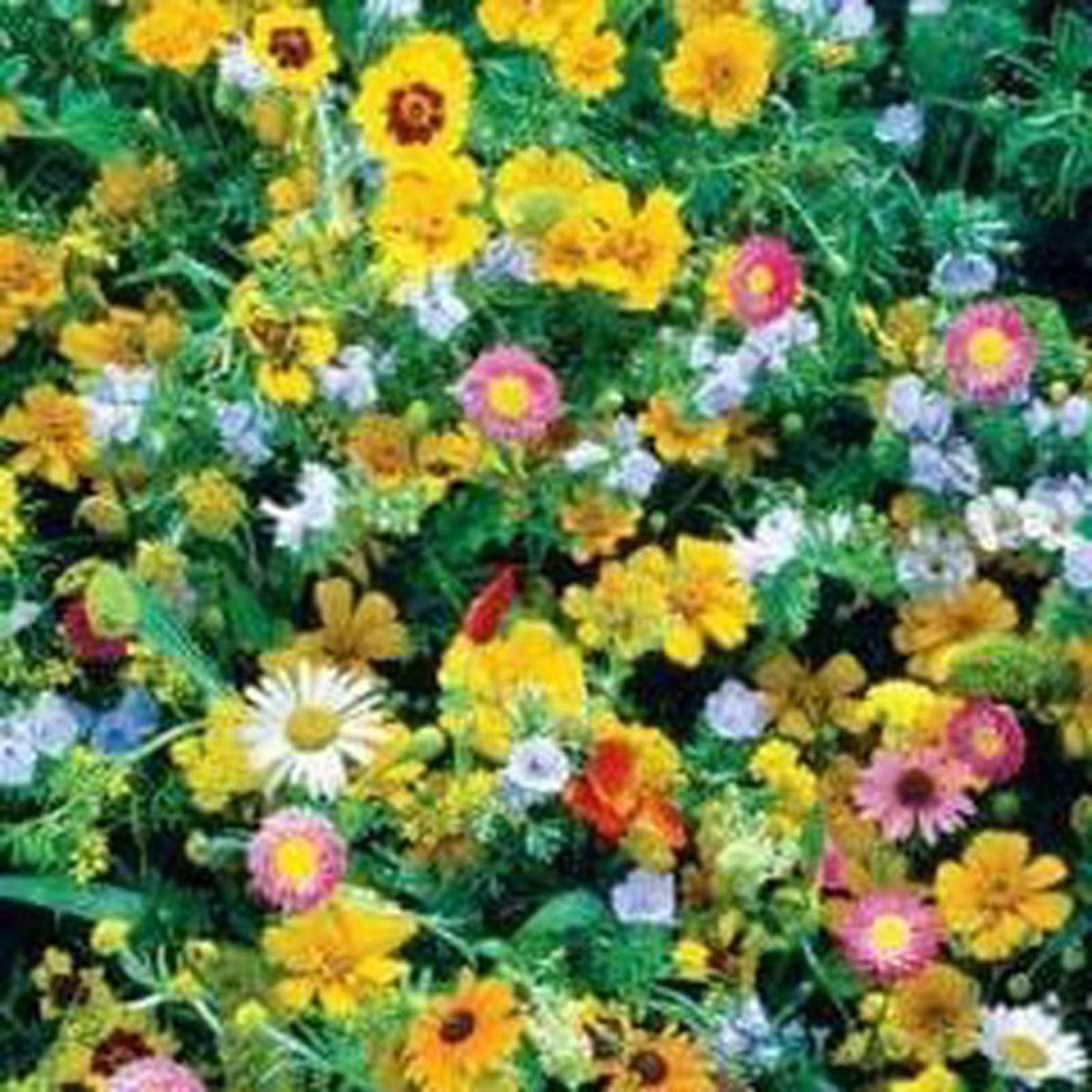 Wildflowers Perennial Mix 8211 Burpee Seeds
