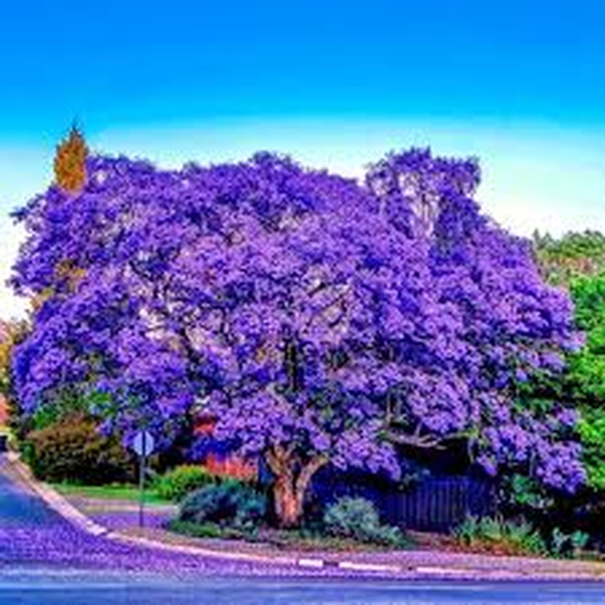 20 Jacaranda Fern Tree Seeds (Jacaranda mimosifolia) Blue Flowers, Fast-Growing, 50ft Mature Height
