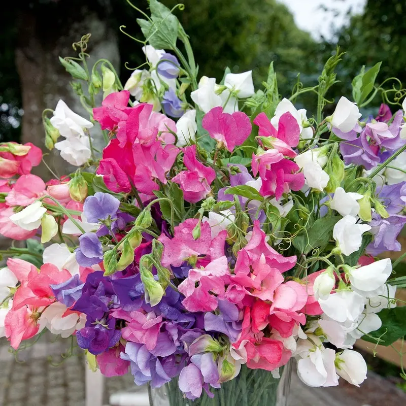 'Bijou Mix' Sweet Pea Seeds
