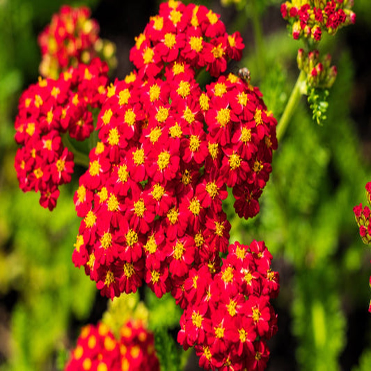 1000 Seeds Red Yarrow Achillea millefolium, Hardy Perennial Wildflower