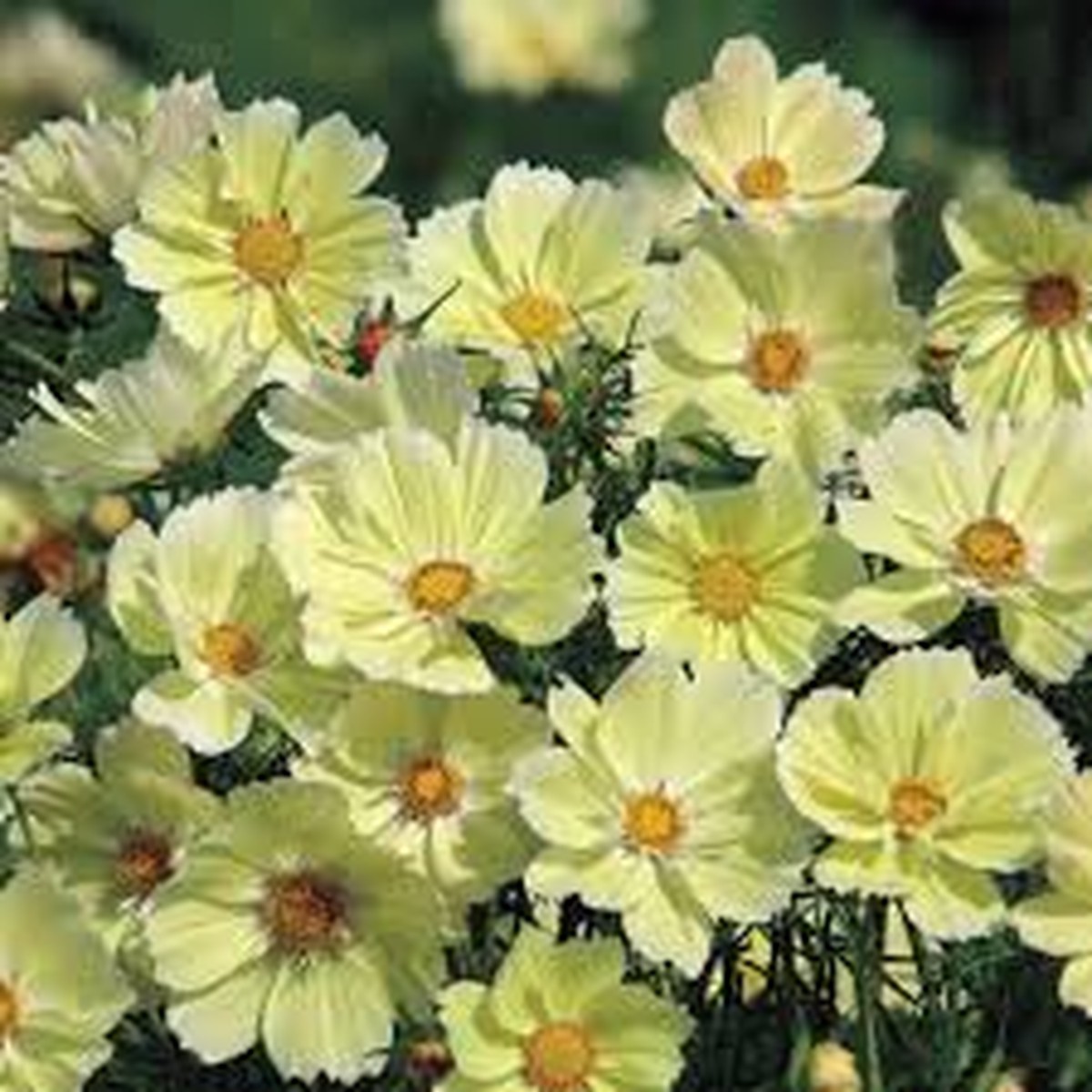 100 Seeds Cosmos Sunset Yellow Non-GMO, Great for Cut Flowers & Containers, Bright Yellow Blooms, Easy to Grow, Ideal for Gardens
