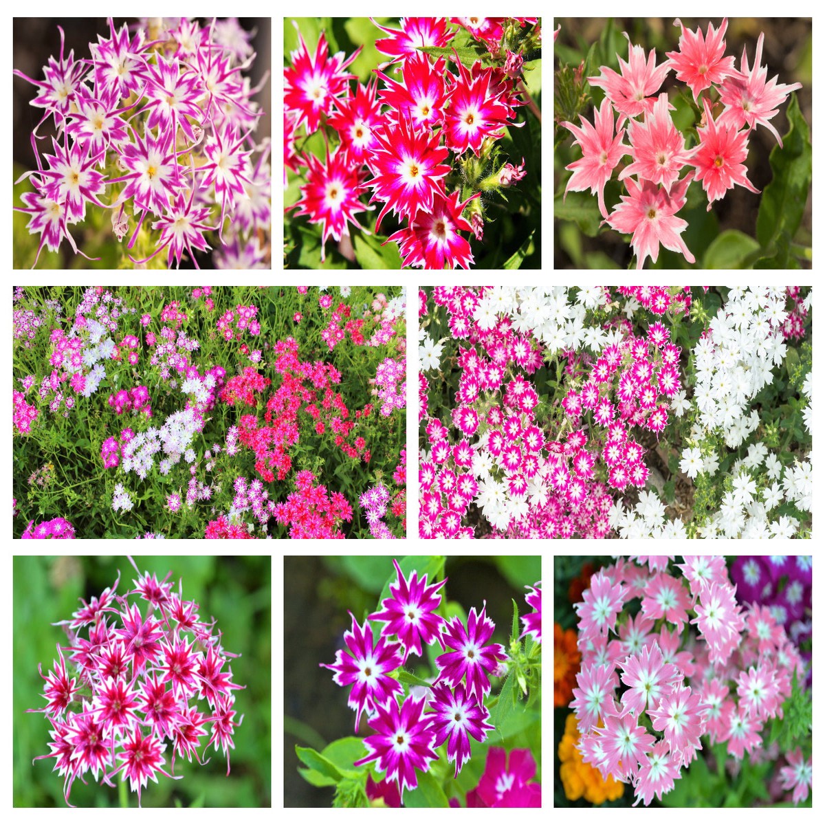 100 TWINKLE DWARF PHLOX Drummondii Cuspidata var. Stellaris Star Mix Two Tone Mixed Colors Pink Purple Red White Flower Seeds