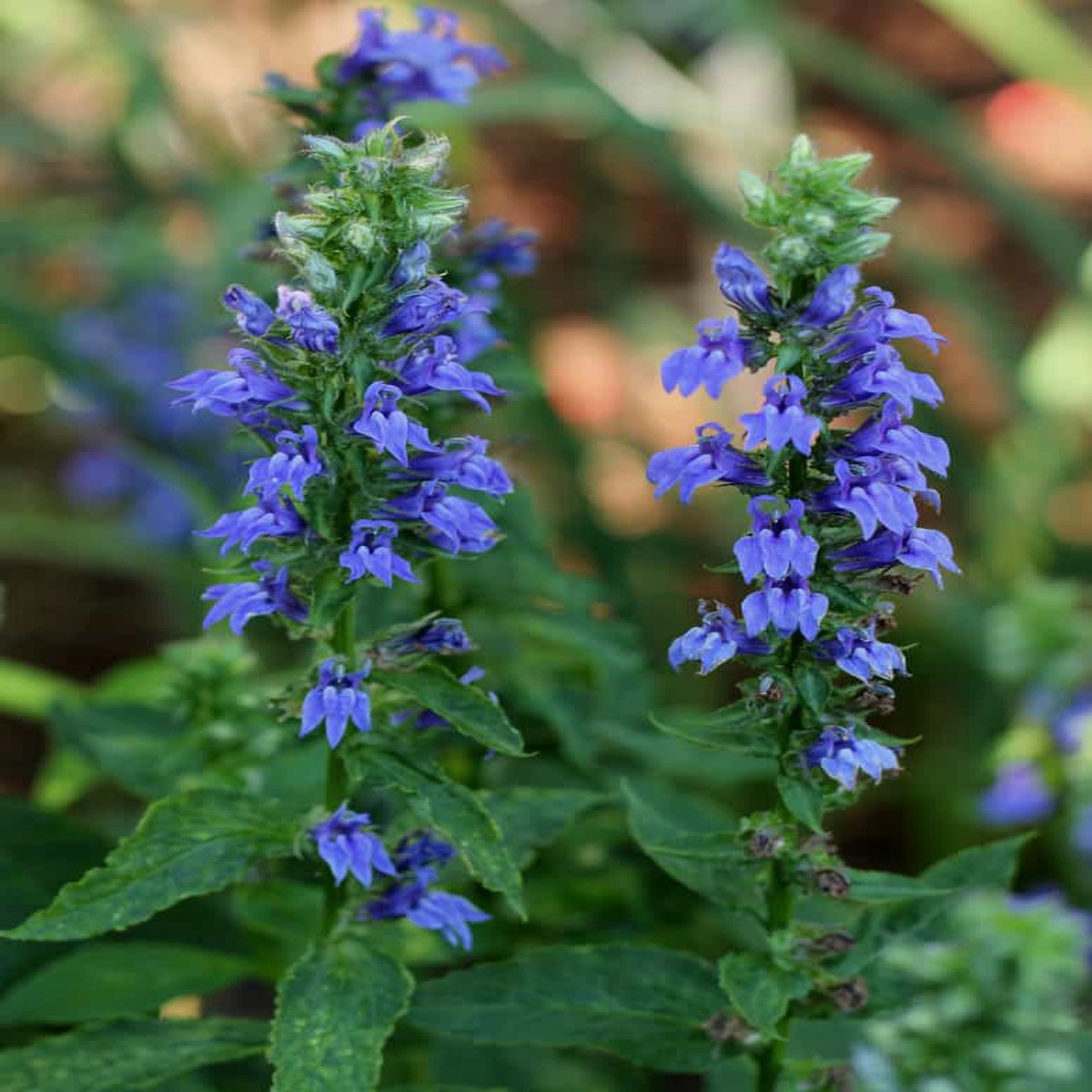 200 Blue Cardinal Flower Seeds