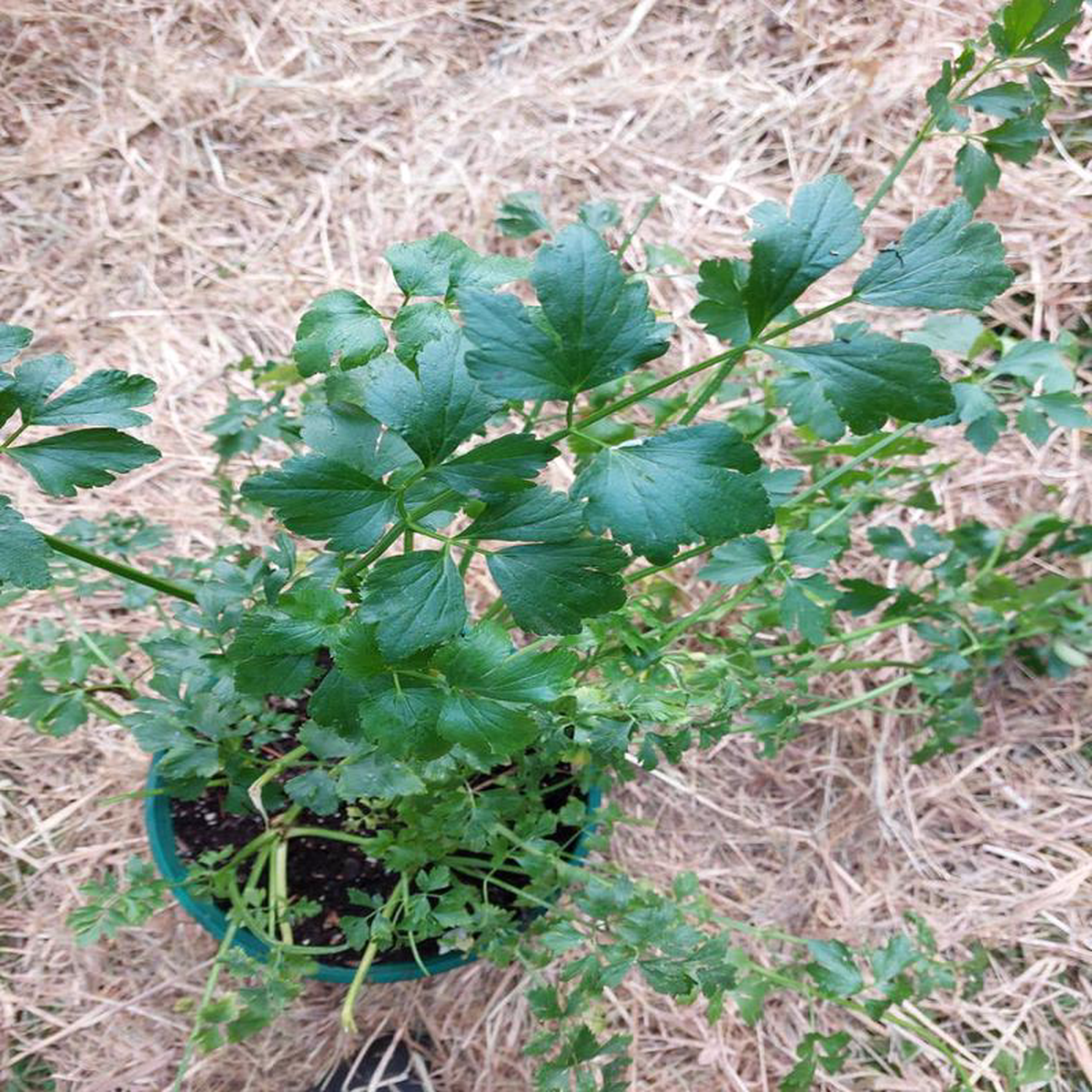 Zwolsche Krul Leaf Celery 8211 Eagleridge Seeds
