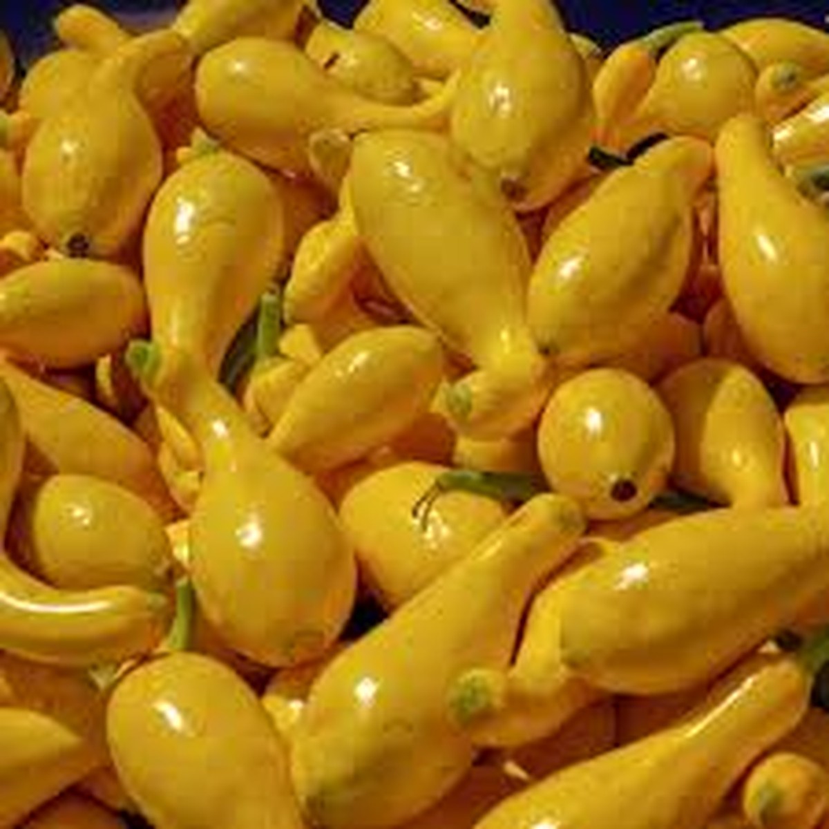 10 Seeds Early Summer Crookneck Squash Cucurbita pepo | Heirloom Summer Squash for Planting, Gardening & Fresh Harvests