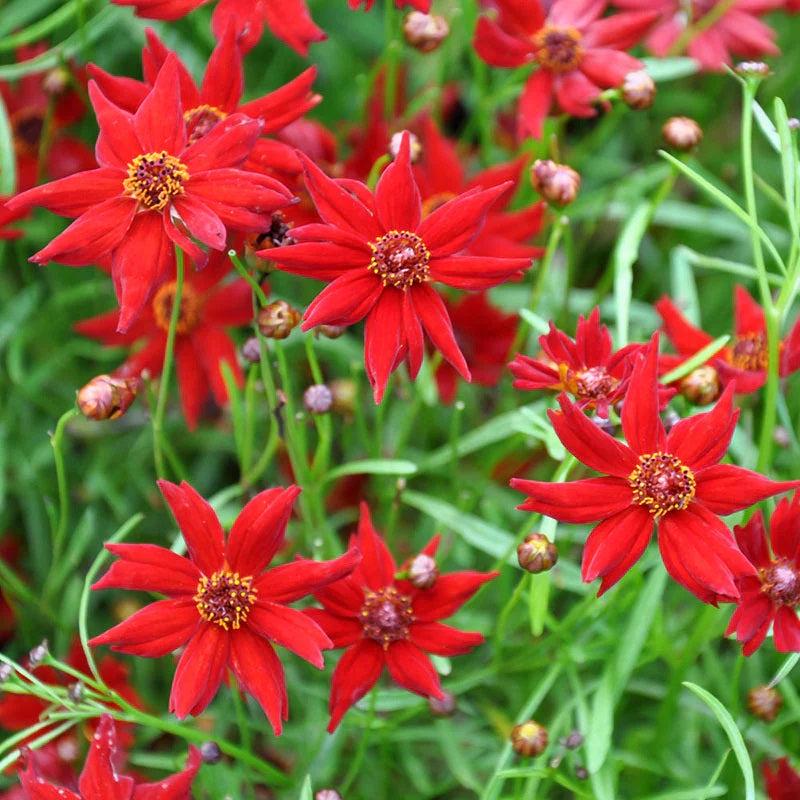 100 Coreopsis "Amulet" Flower Seeds