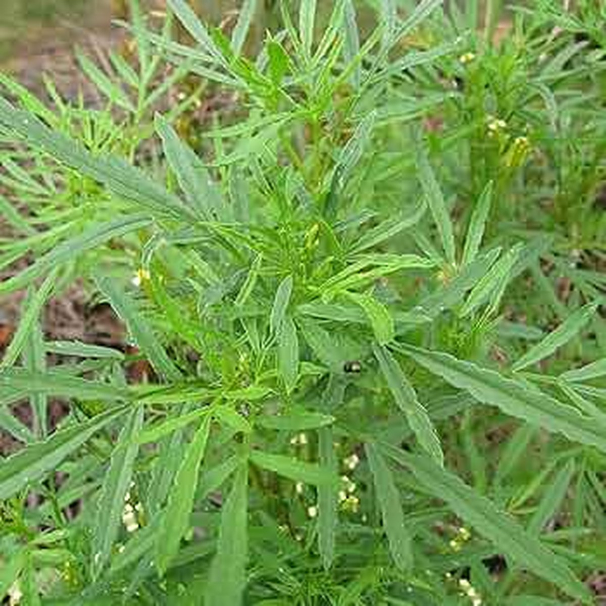 100mg Black Mint Seeds Tagetes minuta Huacatay | Aromatic Herb, Non-GMO, Medicinal & Culinary Uses, Easy to Grow, Unique Flavor, Annual